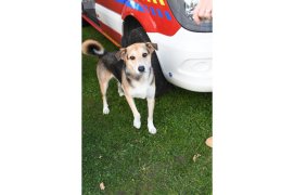 Fédération Nationale des Pompiers